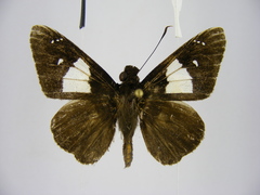 Pteroteinon caenira