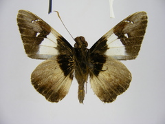 Pteroteinon caenira