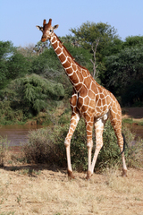 Giraffa camelopardalis reticulata