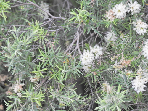 Image of Melaleuca trichostachya by (c) Scott W. Gavins, some rights reserved (CC BY)
