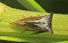 Tsunozemia paradoxa