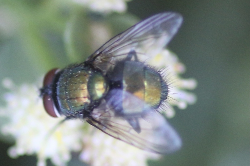 Common European Greenbottle Fly from Tuxford St, Los Angeles, CA, US on ...