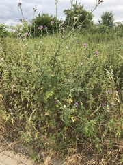 Carduus acanthoides