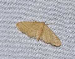 Scopula hypochra