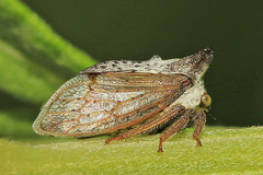Tsunozemia paradoxa