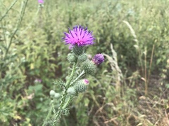 Carduus acanthoides