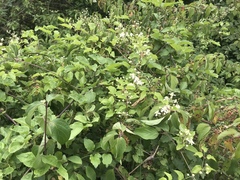 Clematis vitalba