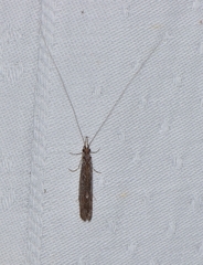 Triplectidinae