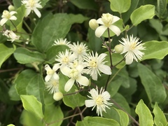 Clematis vitalba