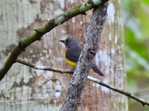 Samoan Whistler (Pachycephala flavifrons), photo 9