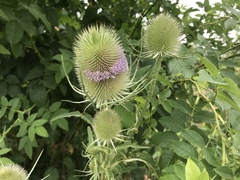 Dipsacus fullonum
