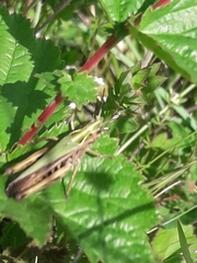 Omocestus