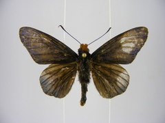 Pteroteinon laufella