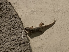 Tarentola mauritanica