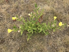 Oenothera biennis