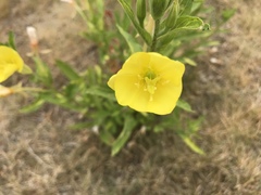 Oenothera biennis