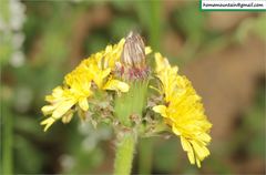 Taraxacum mongolicum