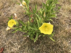 Oenothera biennis