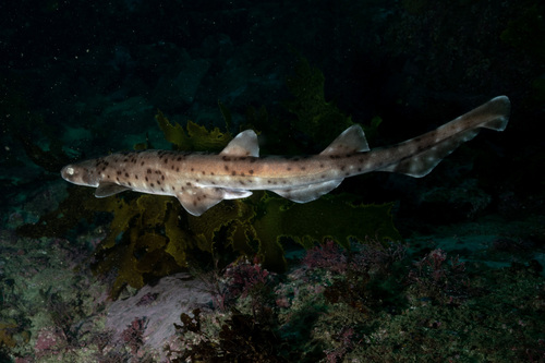 Australian spotted catshark (Asymbolus analis) — Scyliorhinidae — 2