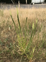 Reseda luteola