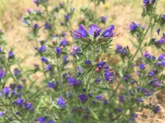 Echium vulgare