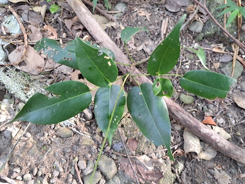 Image of Derris trifoliata by (c) vrxz, some rights reserved (CC BY-SA)