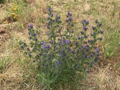 Echium vulgare