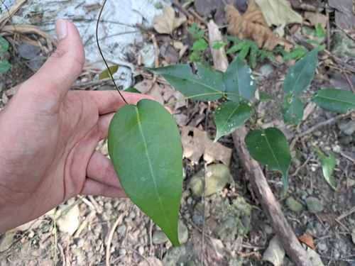 Image of Derris trifoliata by (c) vrxz, some rights reserved (CC BY-SA)