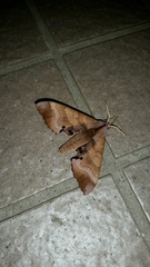 Marumba echephron