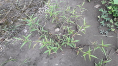 Persicaria barbata