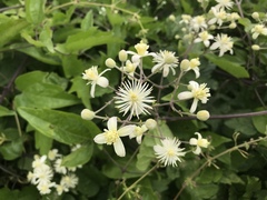 Clematis vitalba