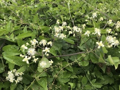 Clematis vitalba