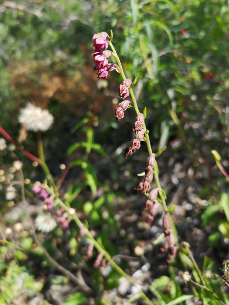 Epipactis atrorubens
