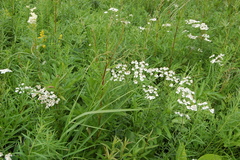 Achillea impatiens