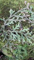 Selaginella repanda