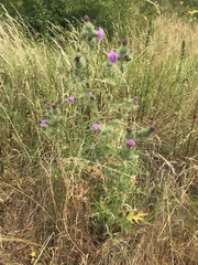 Cirsium vulgare