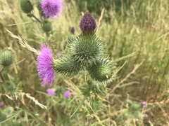 Cirsium vulgare