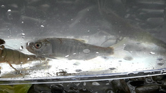 Opsariichthys pachycephalus