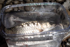 Spinibarbus hollandi