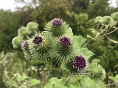 Arctium lappa