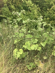 Arctium lappa