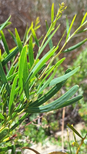 Image of Acacia cupularis by no rights reserved