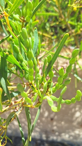 Image of Acacia cupularis by no rights reserved