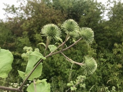 Arctium lappa