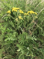 Tanacetum vulgare