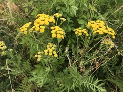 Tanacetum vulgare