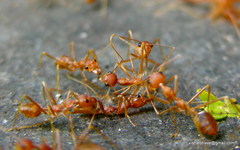 Oecophylla smaragdina