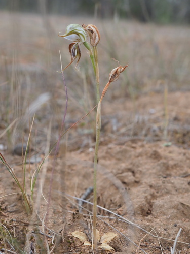 Image of Pterostylis arenicola by (c) Hugo Innes, some rights reserved (CC BY)