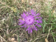 Centaurea jacea
