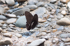 Papilio castor formosanus